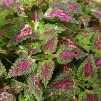 Coleus scutellarioides (L.) Benth.